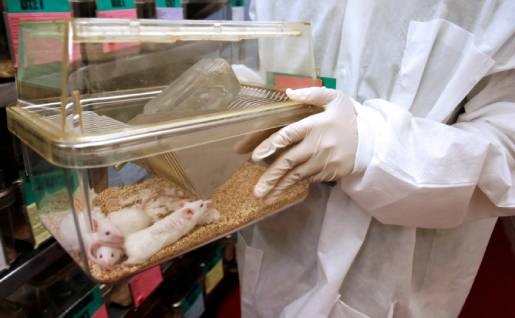 Nettoyage de cages d'animaux